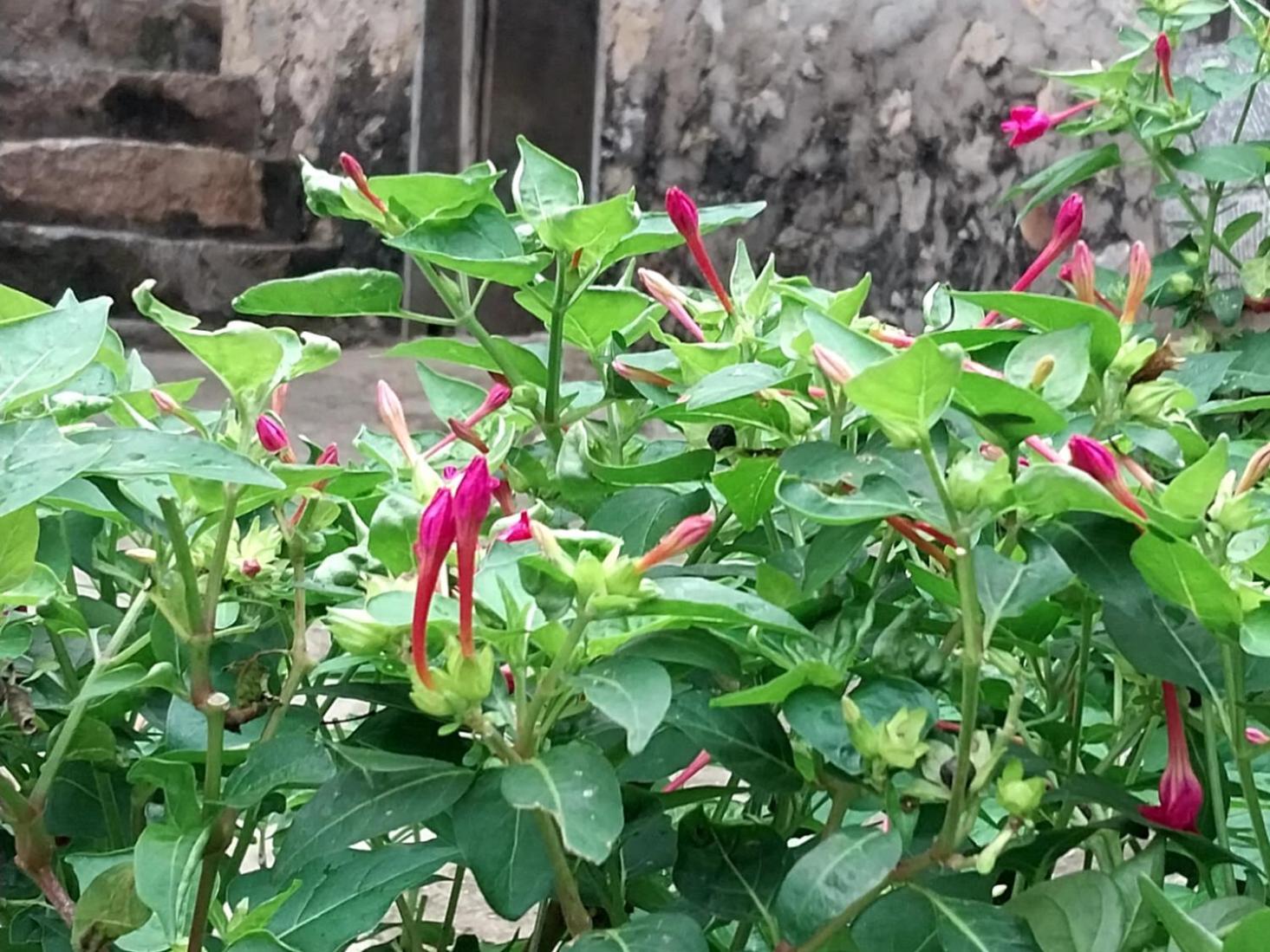 Trieu Hoan Homestay Као Банг Екстериор снимка